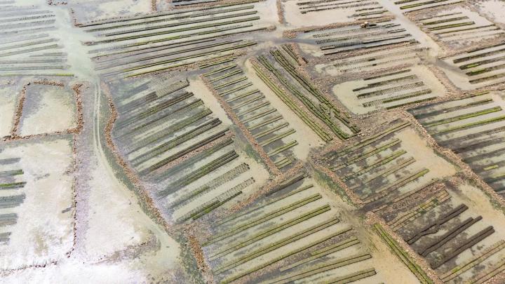 Huîtres naturelles à Cherbourg-en-Cotentin